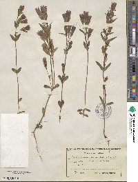 Gentianella germanica subsp. germanica image