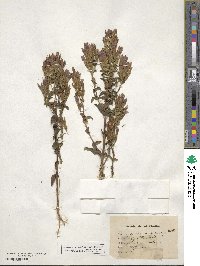 Gentianella germanica subsp. germanica image