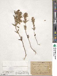 Gentianella germanica subsp. germanica image