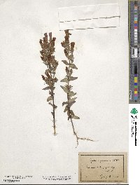 Gentianella germanica subsp. germanica image