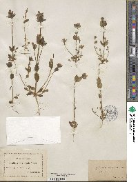 Gentianella aurea image