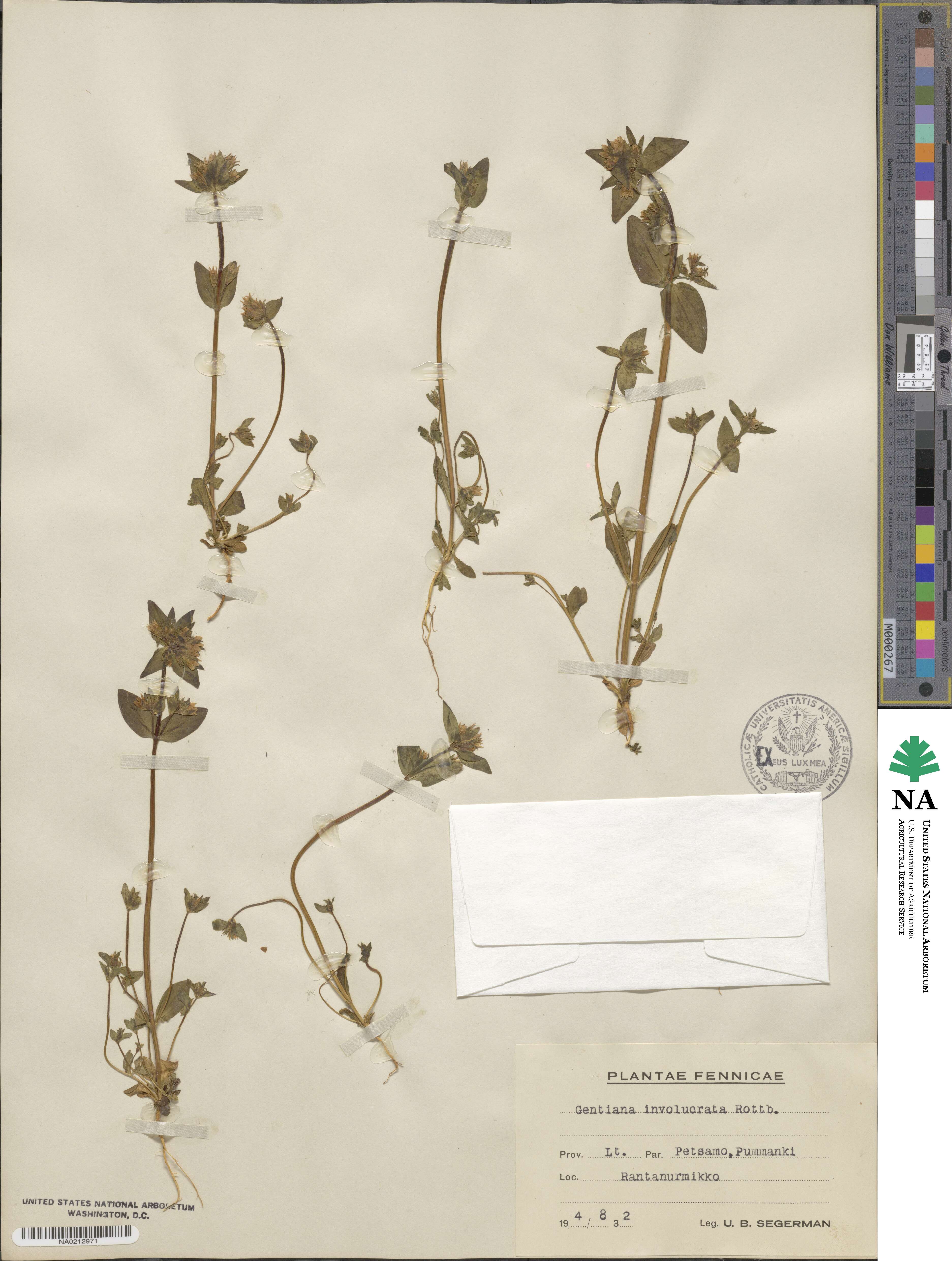 Gentianella aurea image