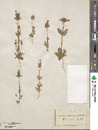 Gentianella aurea image