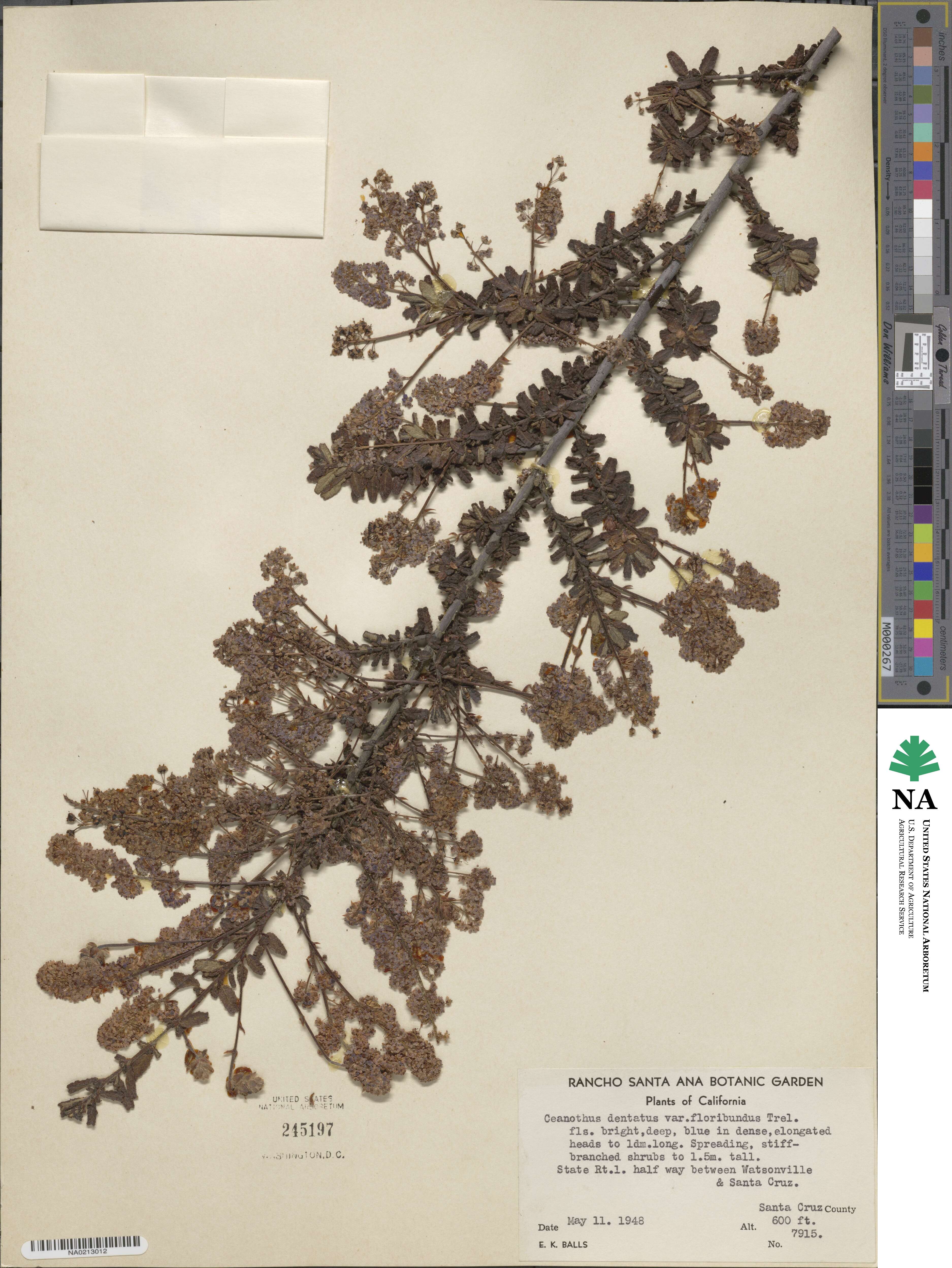 Ceanothus dentatus var. floribundus image