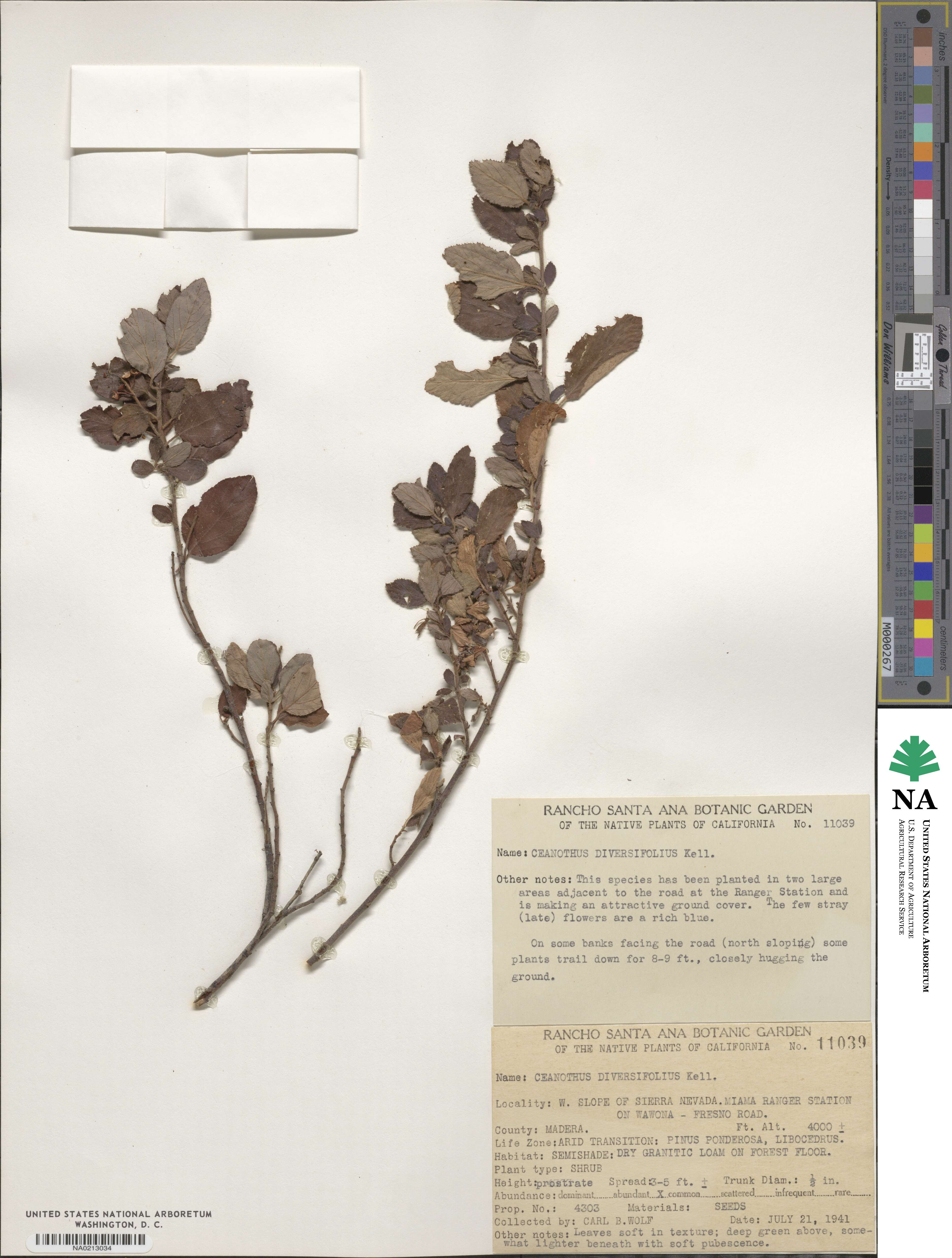 Ceanothus diversifolius image