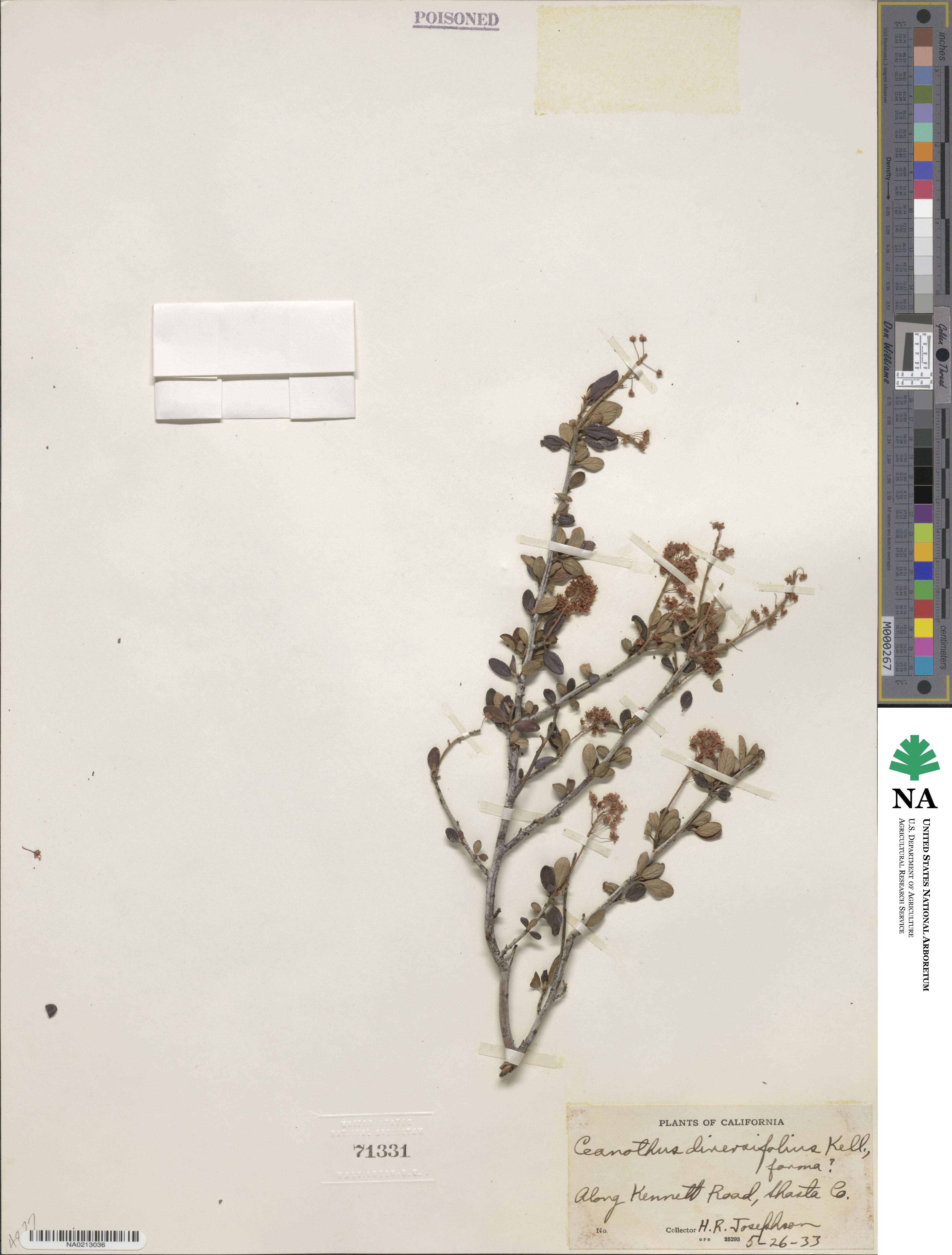 Ceanothus diversifolius image
