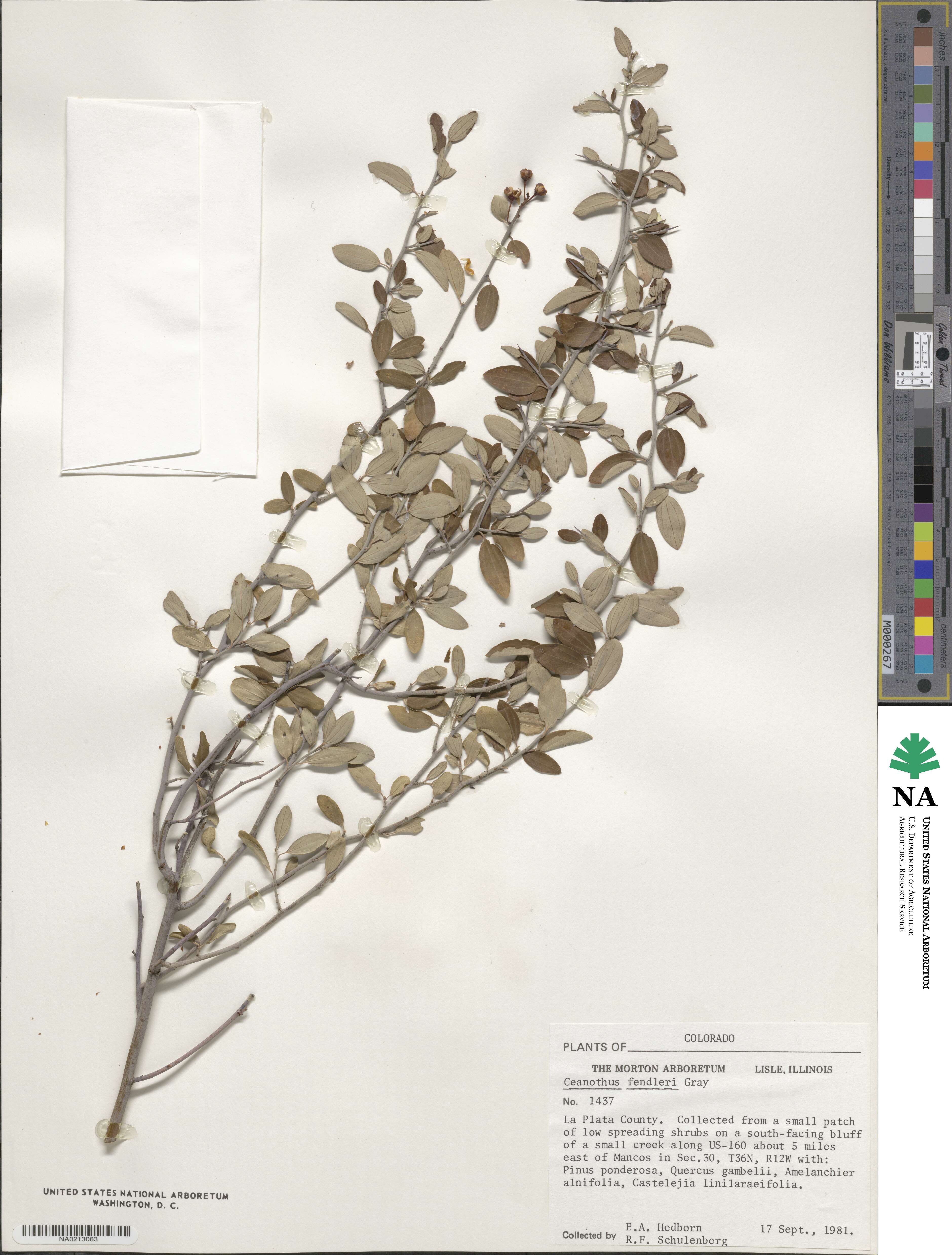 Ceanothus fendleri image