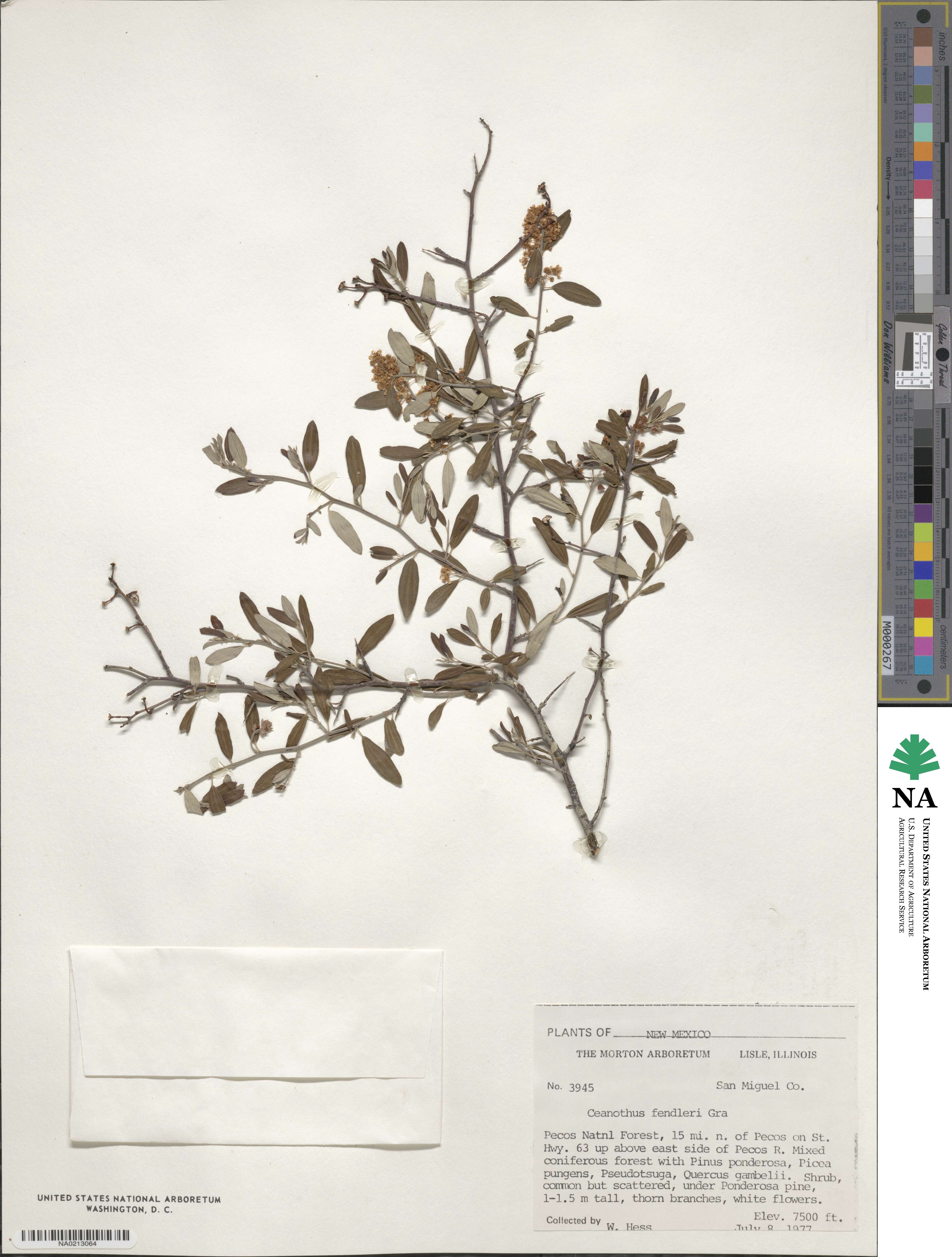 Ceanothus fendleri image