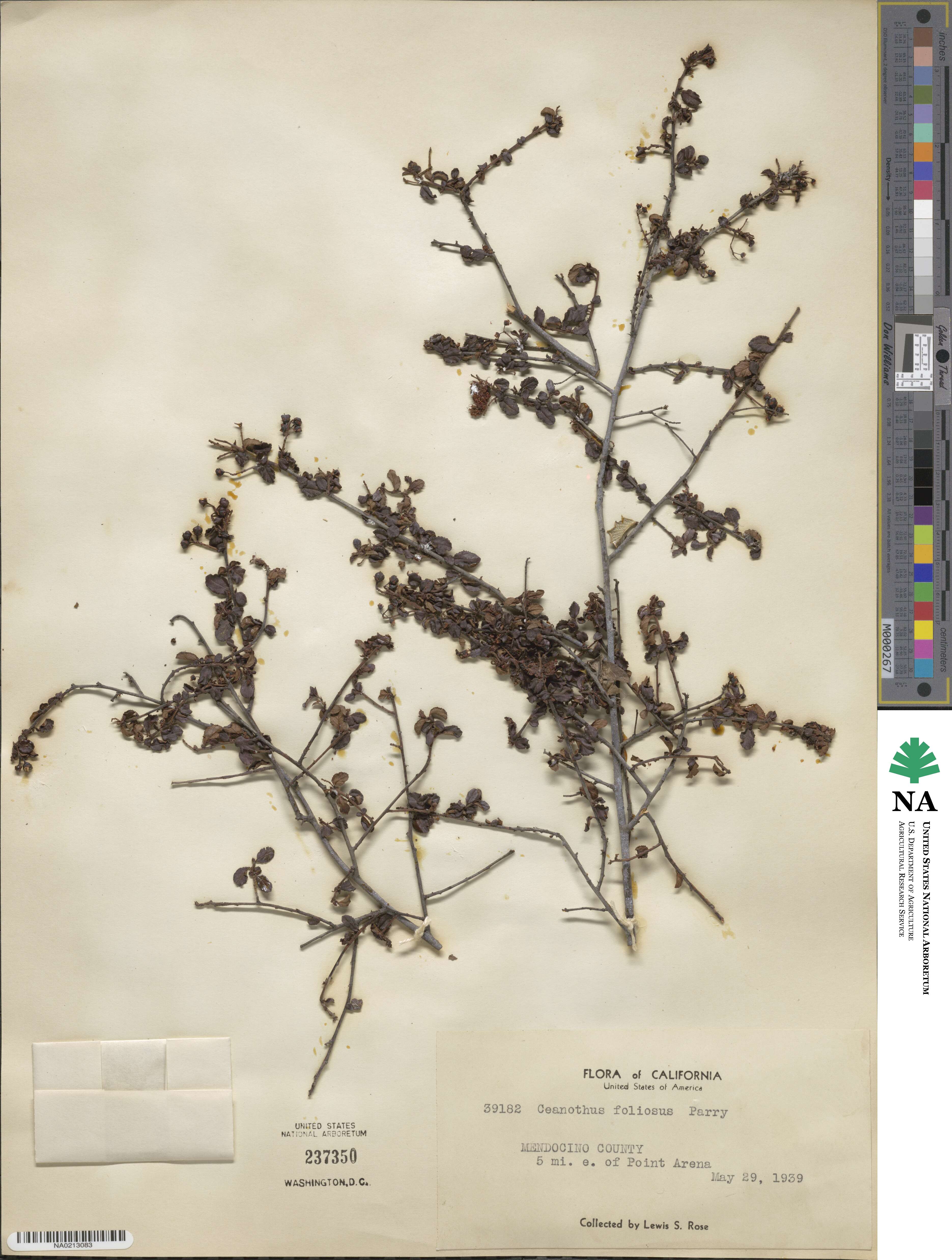 Ceanothus foliosus image