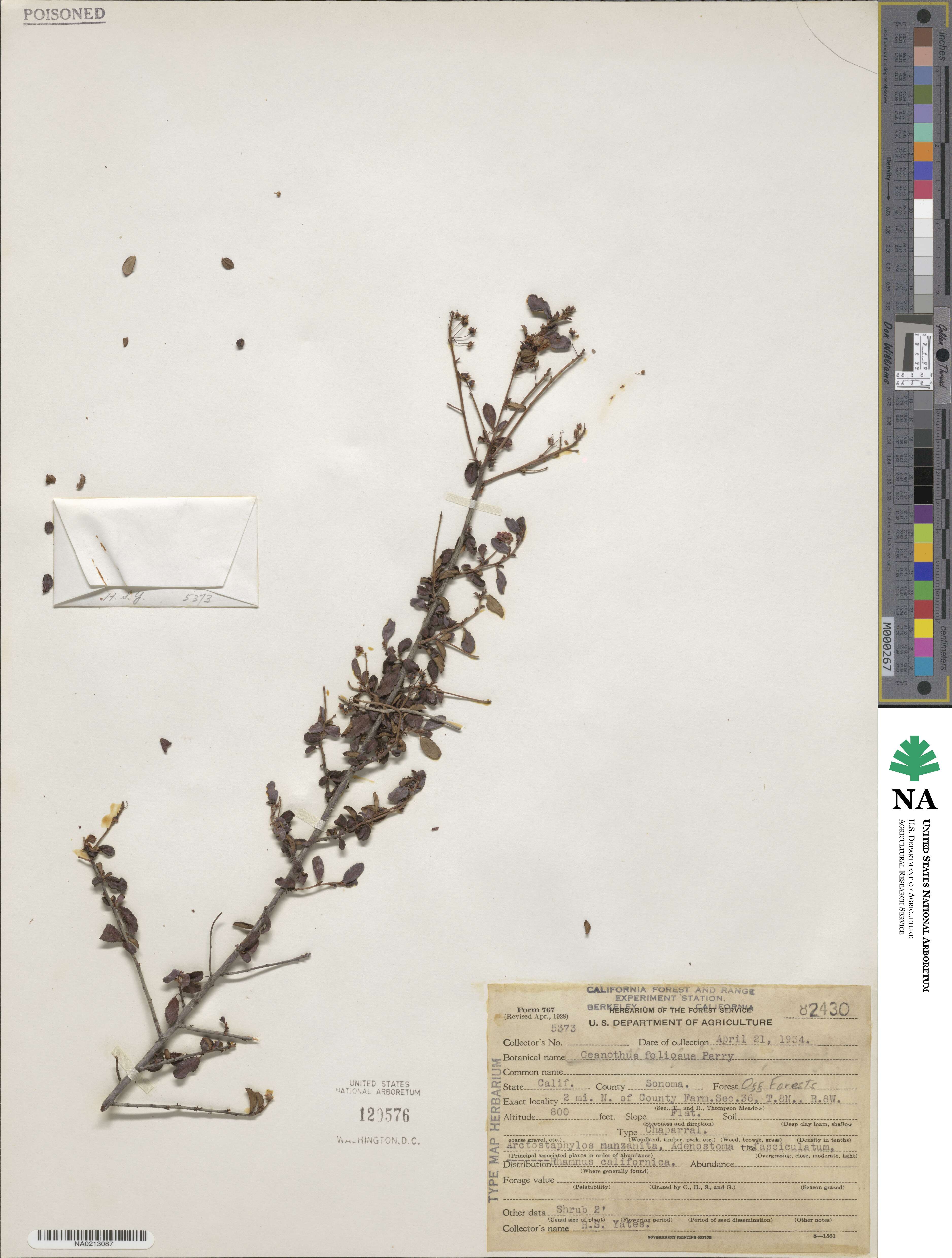 Ceanothus foliosus image