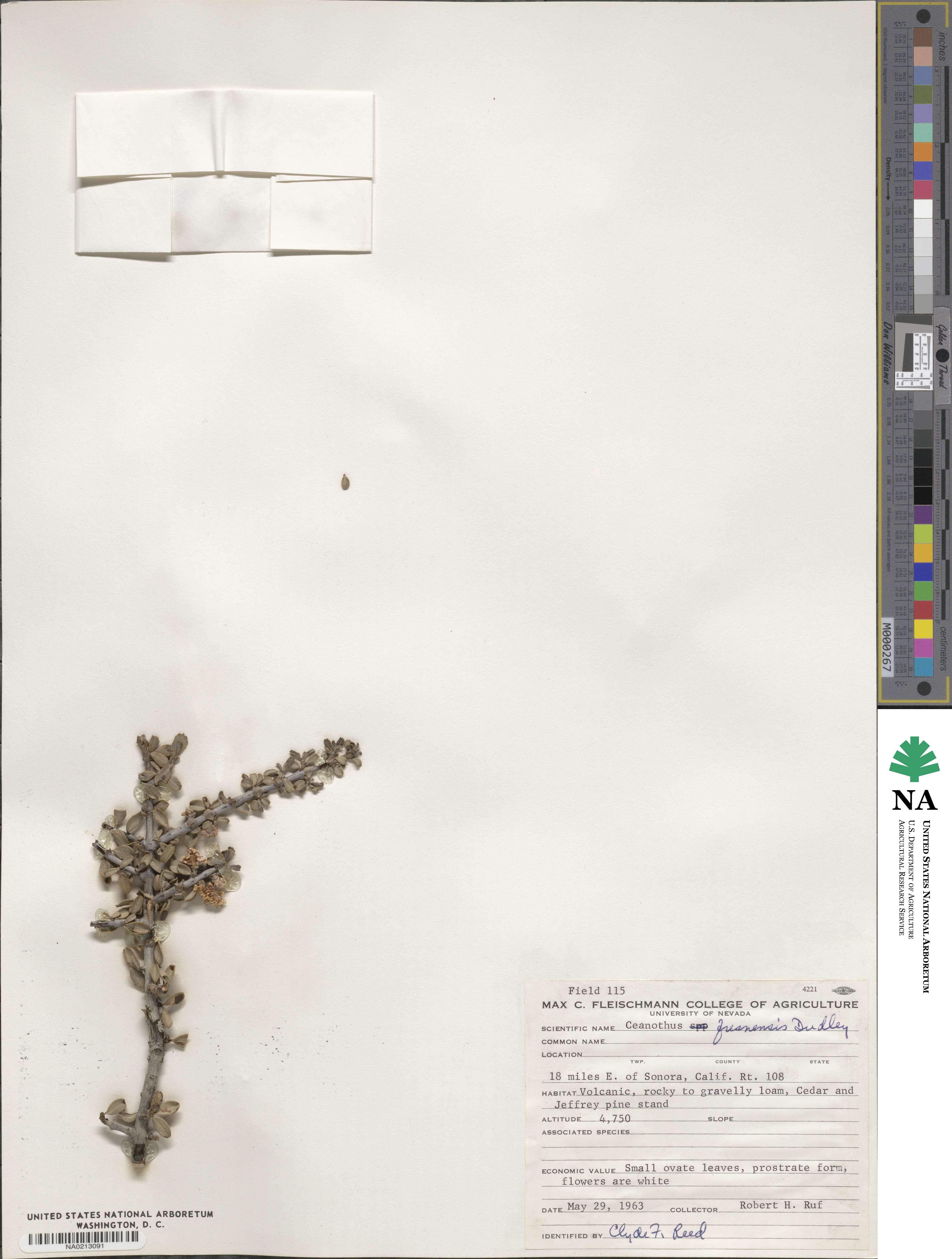 Ceanothus fresnensis image