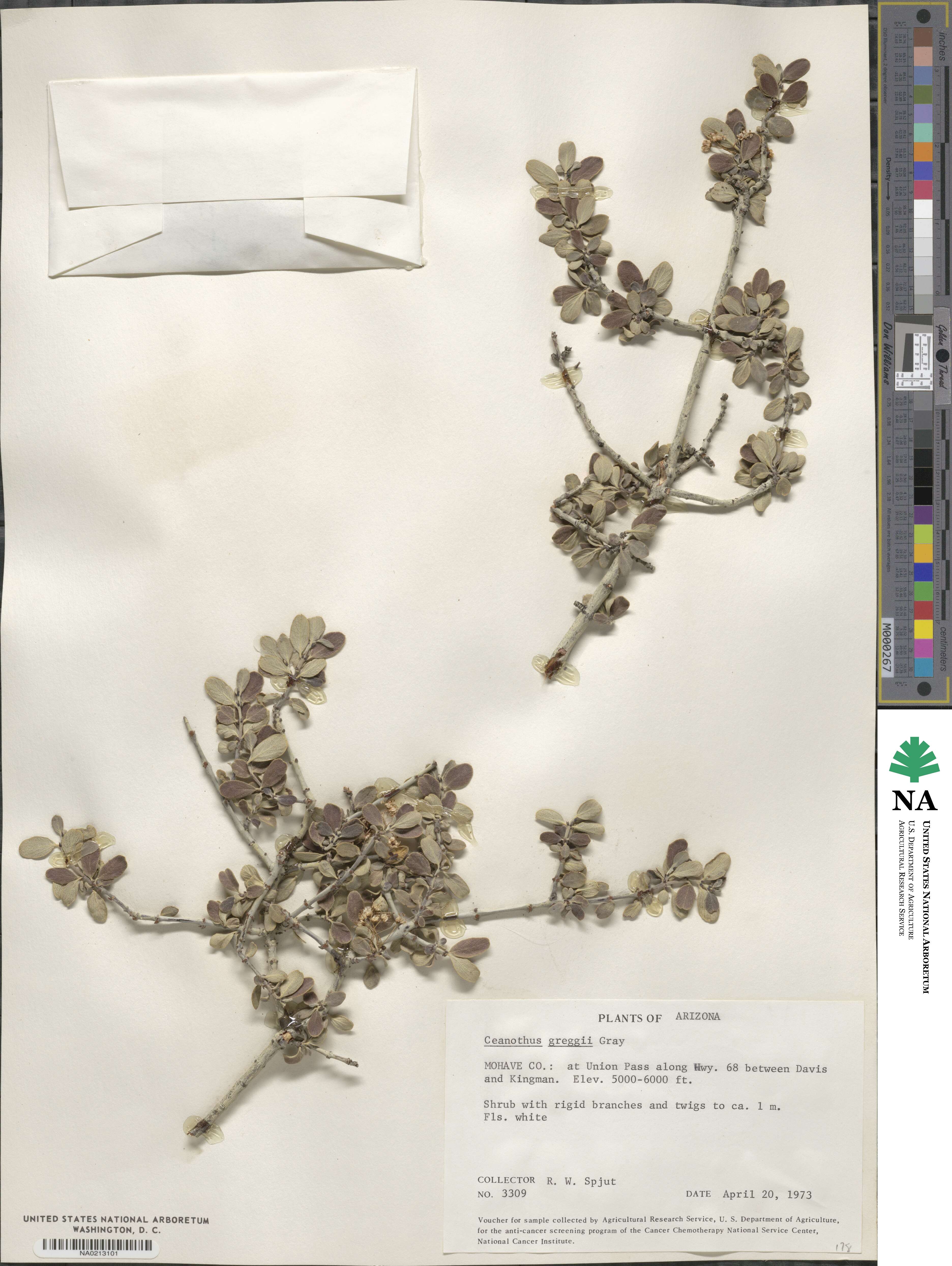 Ceanothus greggii image