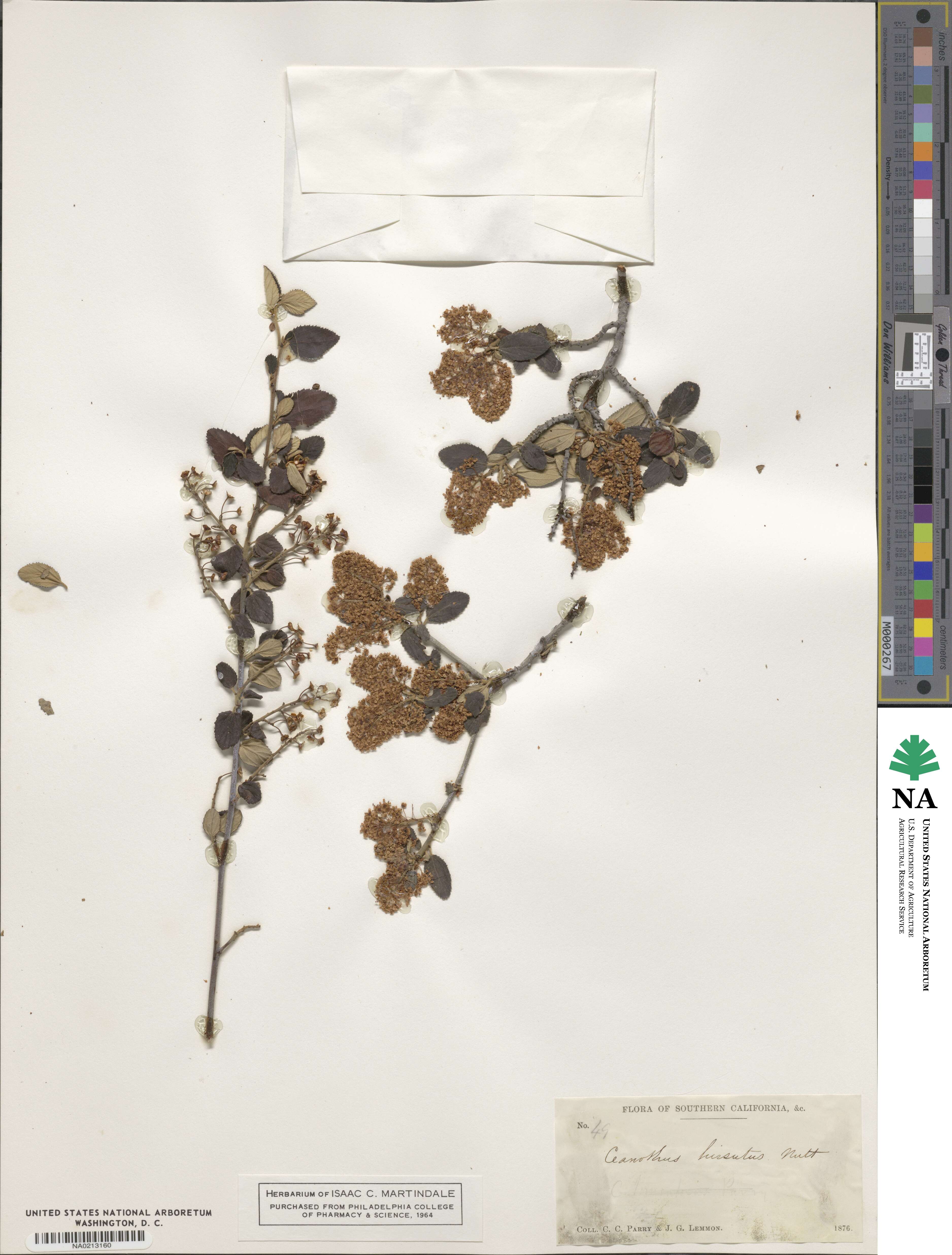 Ceanothus oliganthus image