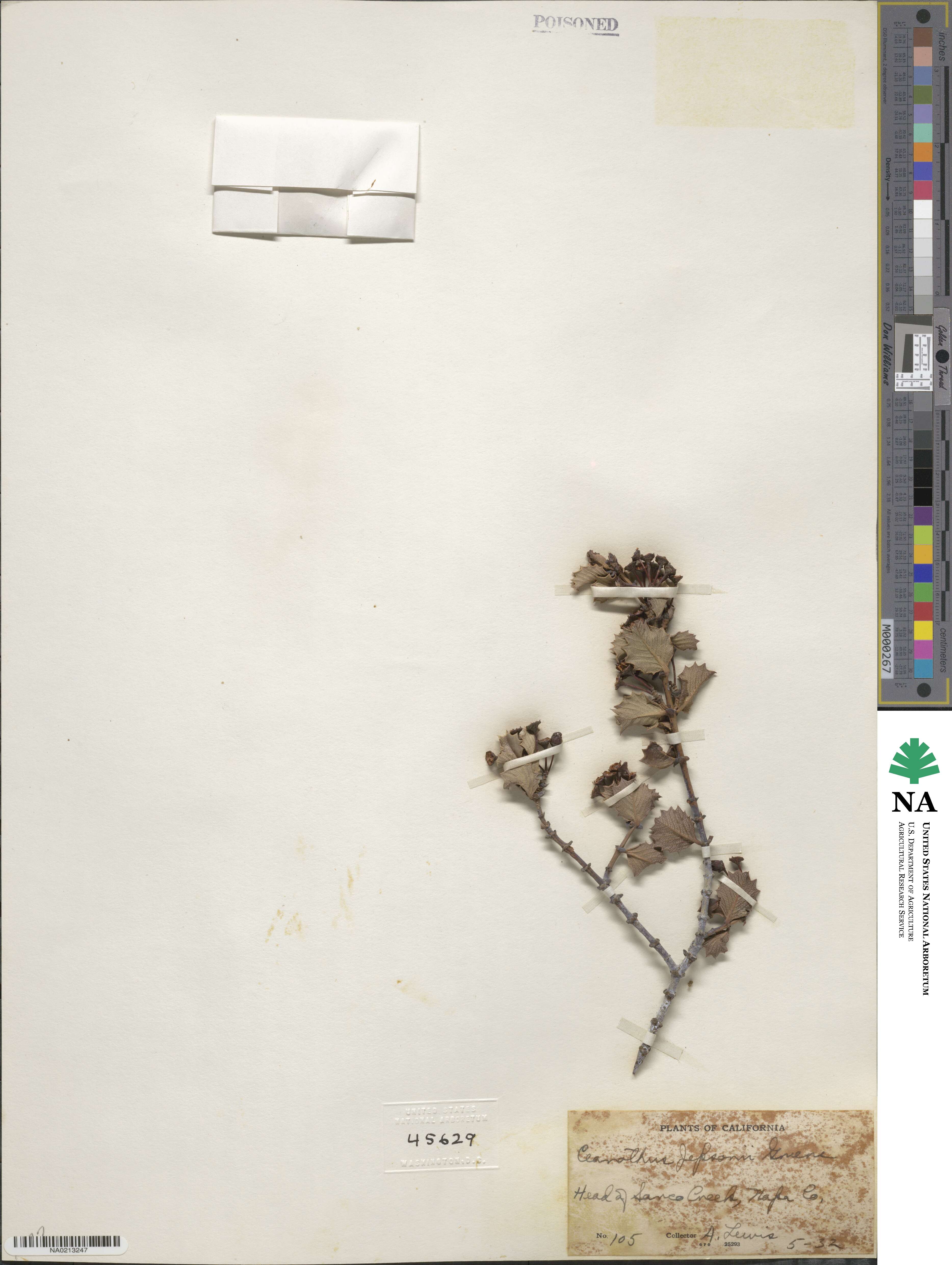 Ceanothus jepsonii image