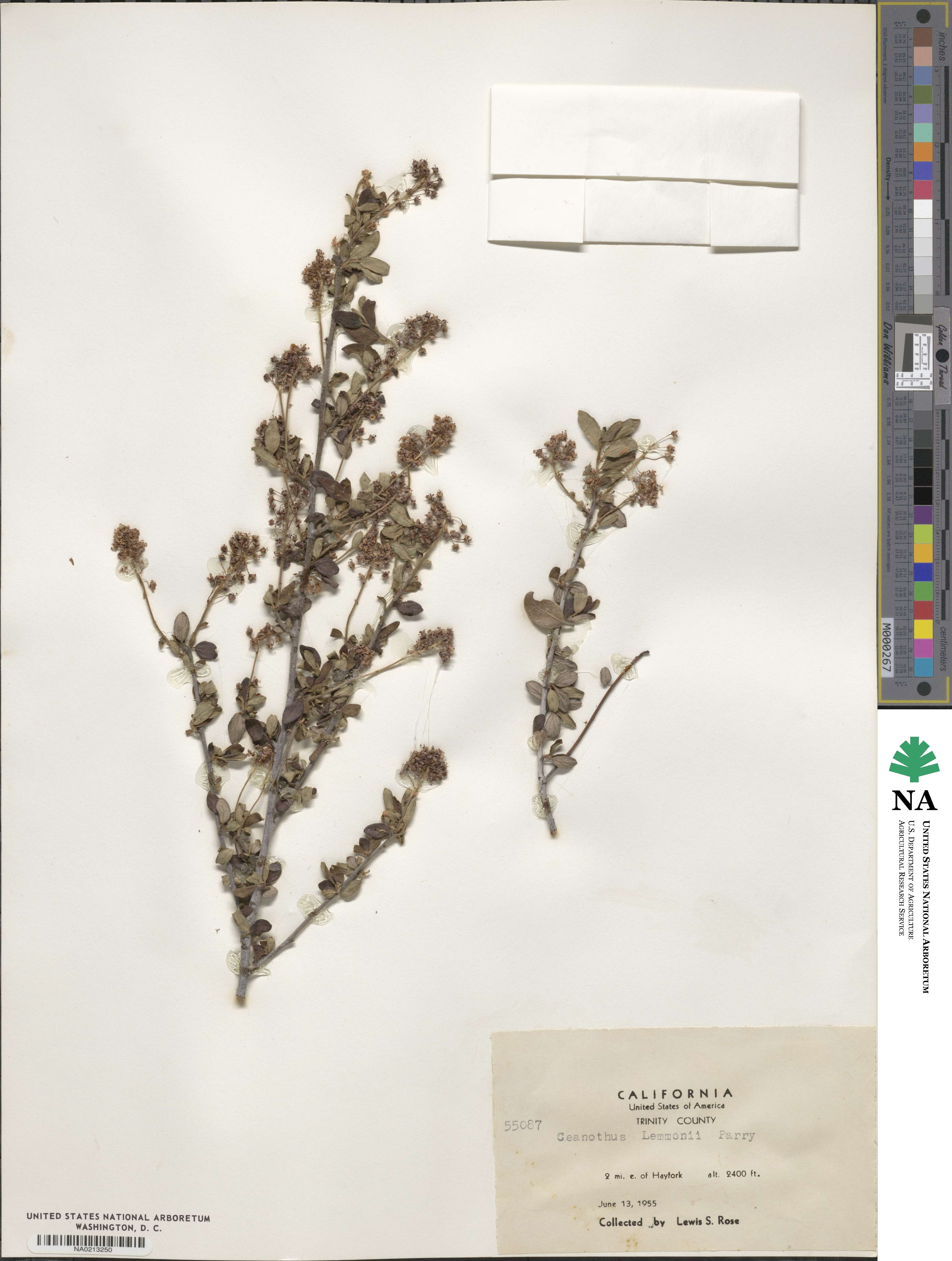 Ceanothus lemmonii image