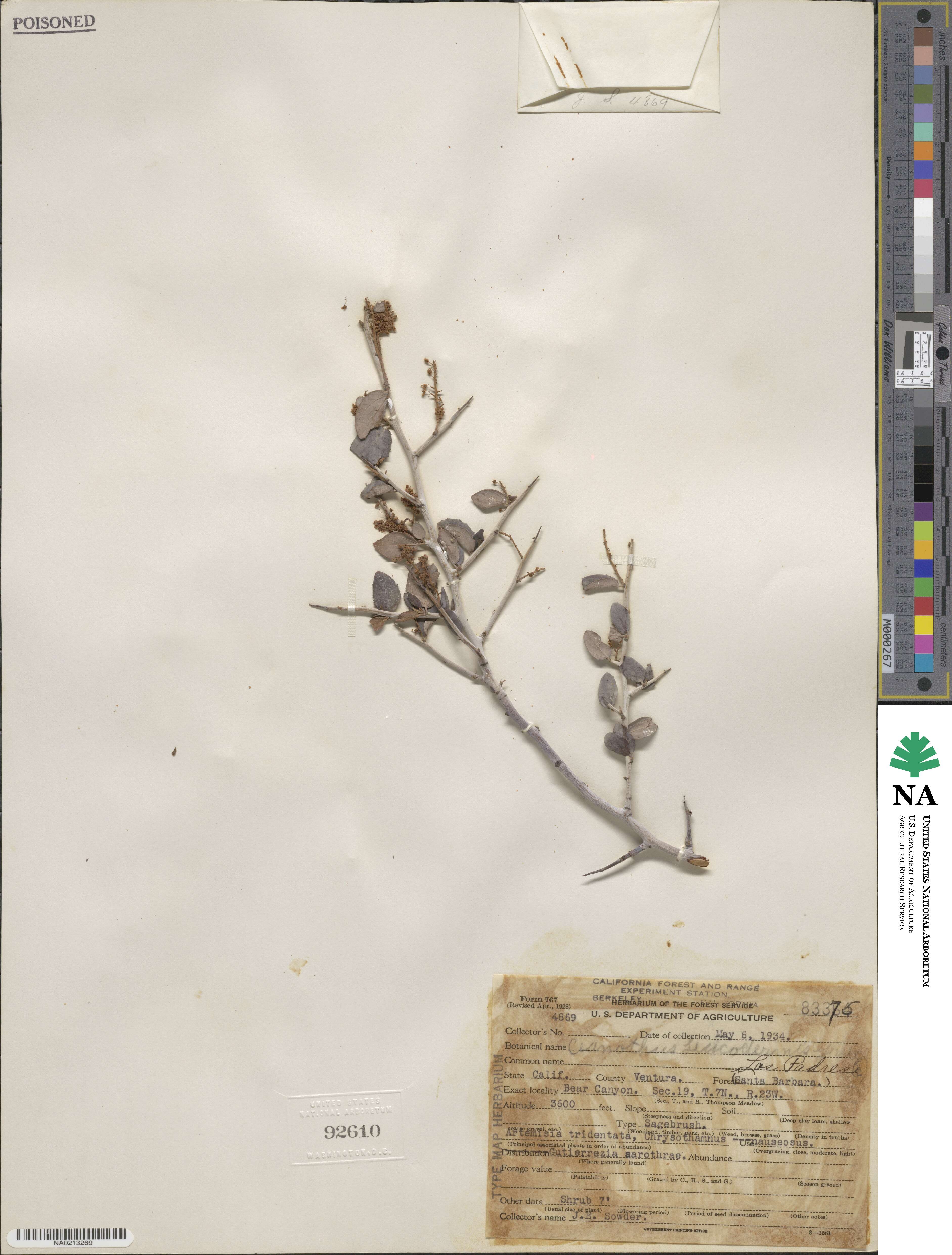 Ceanothus leucodermis image