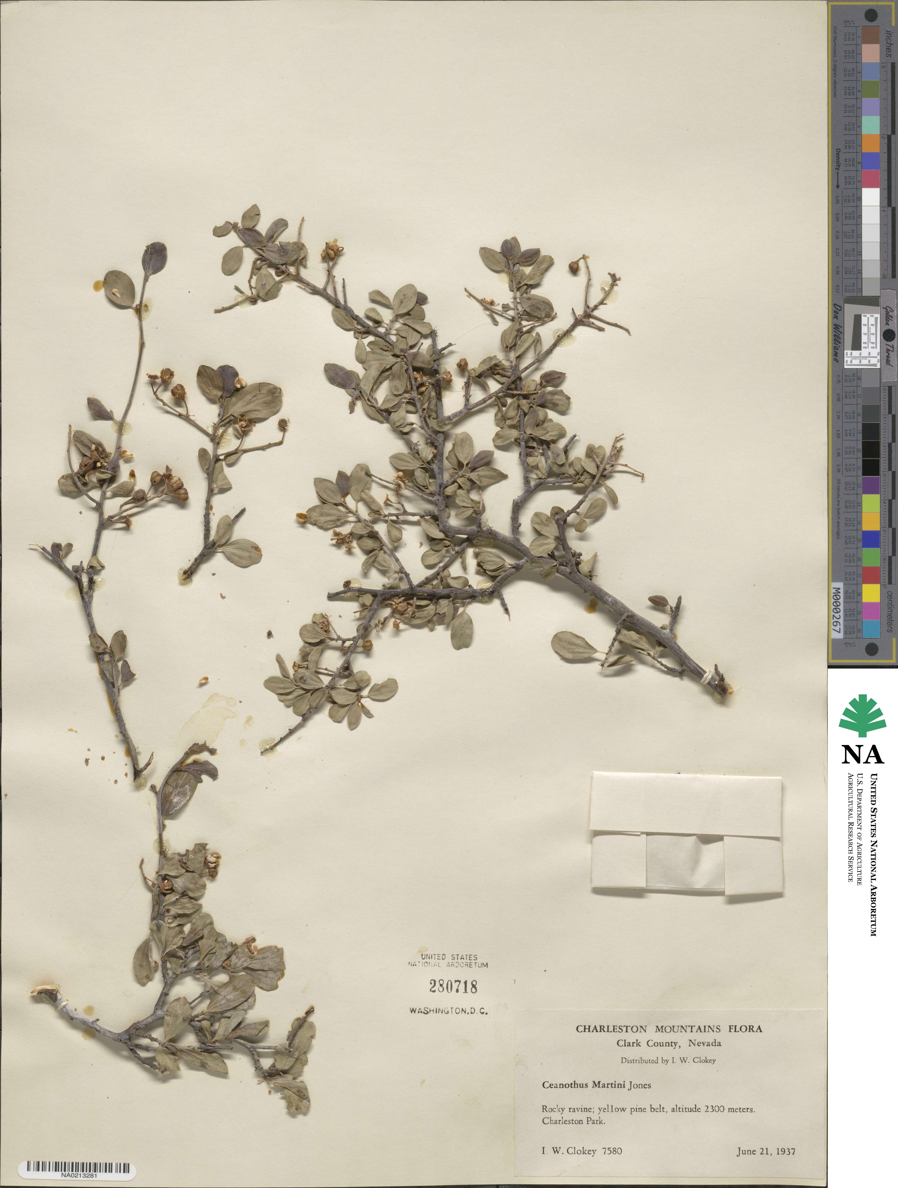 Ceanothus martini image