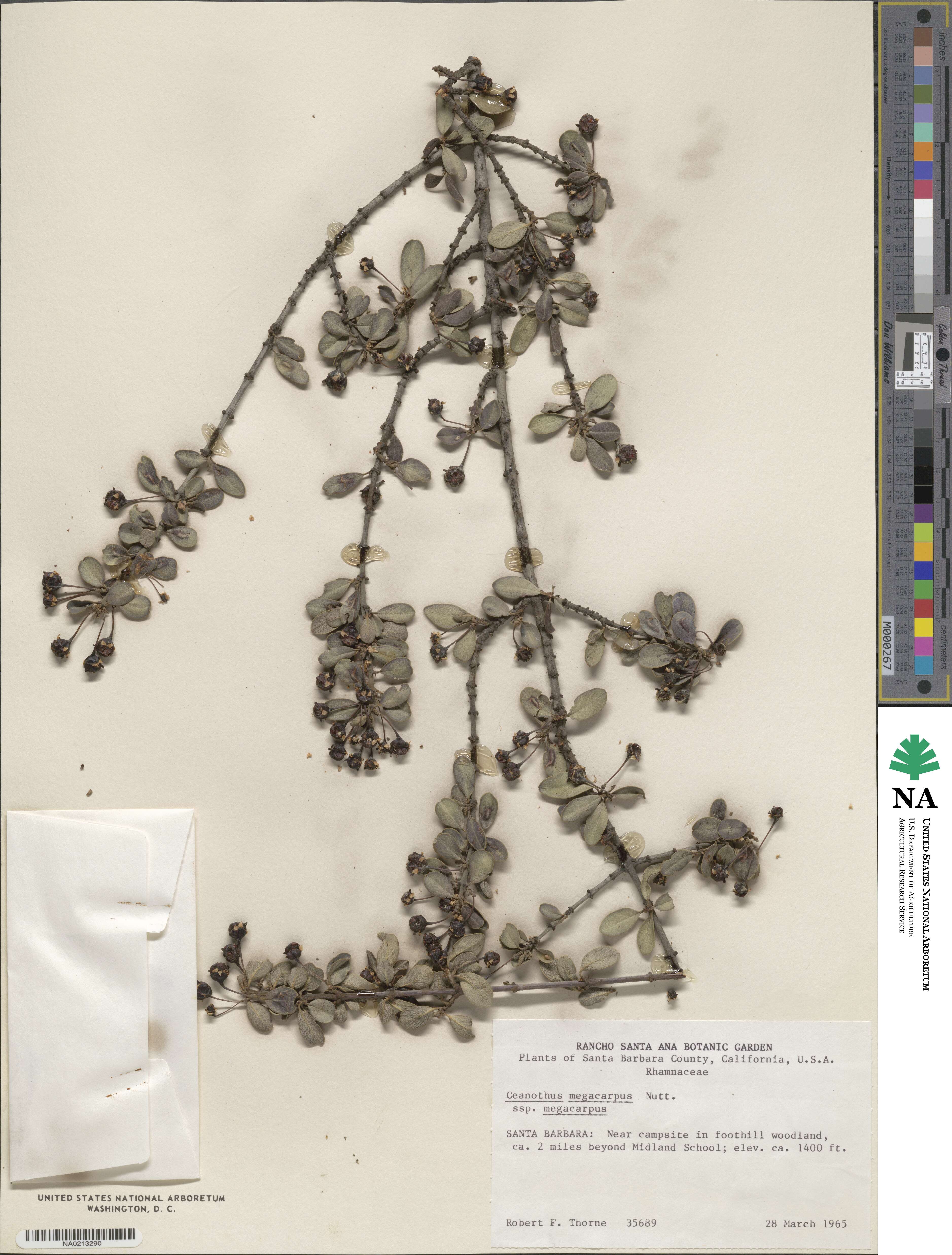 Ceanothus megacarpus image