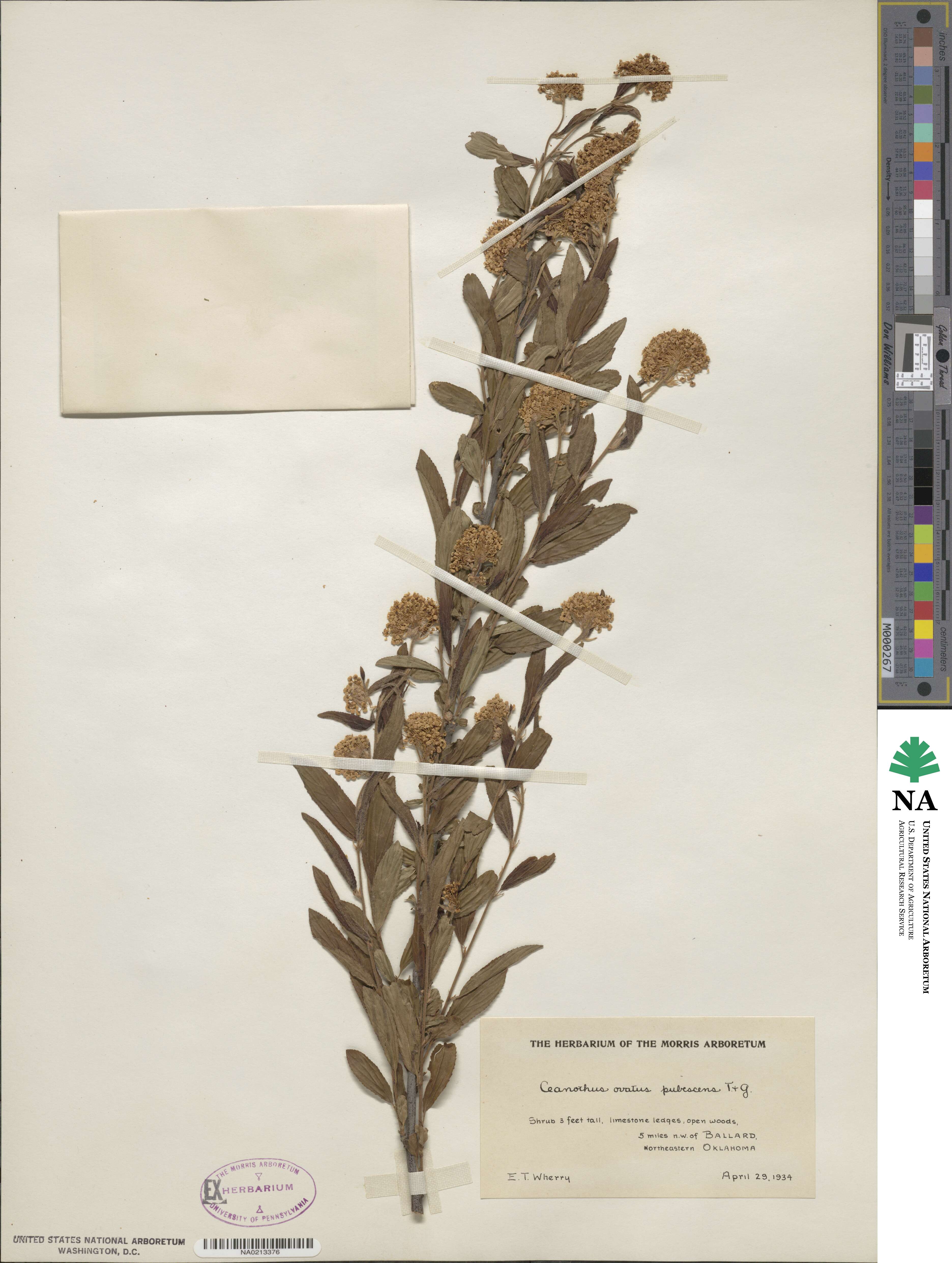 Ceanothus herbaceus image