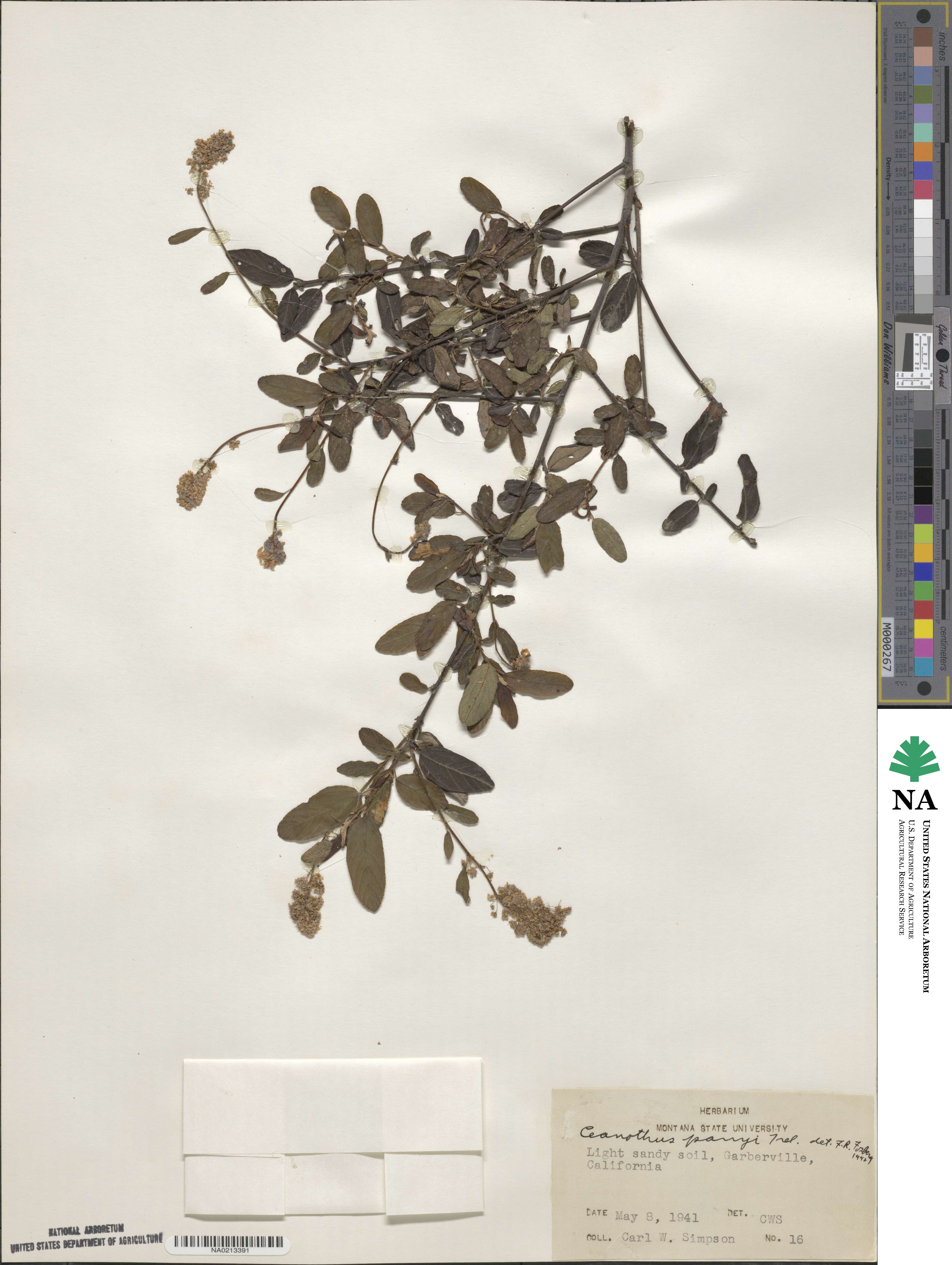 Ceanothus parryi image