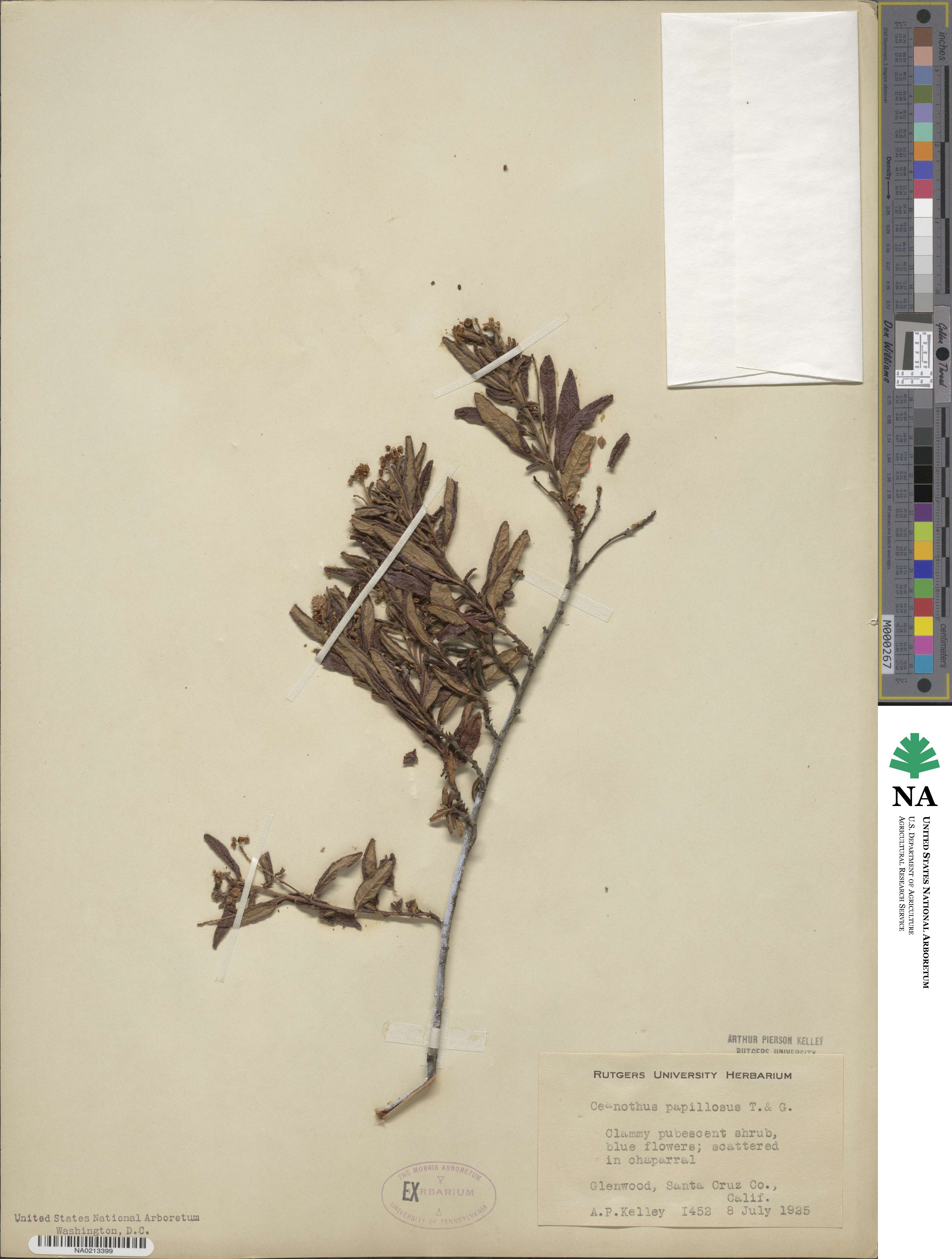 Ceanothus papillosus image
