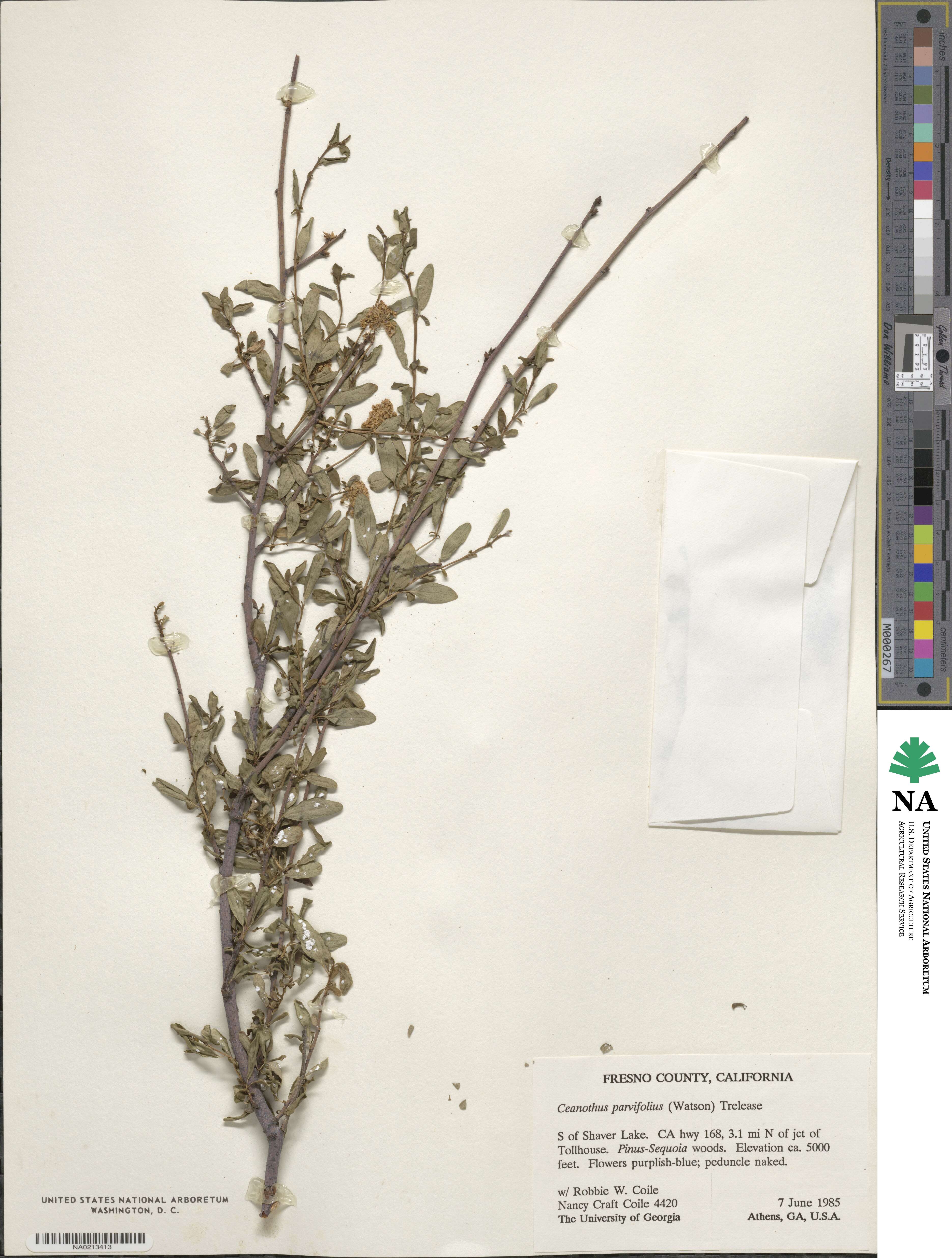 Ceanothus parvifolius image