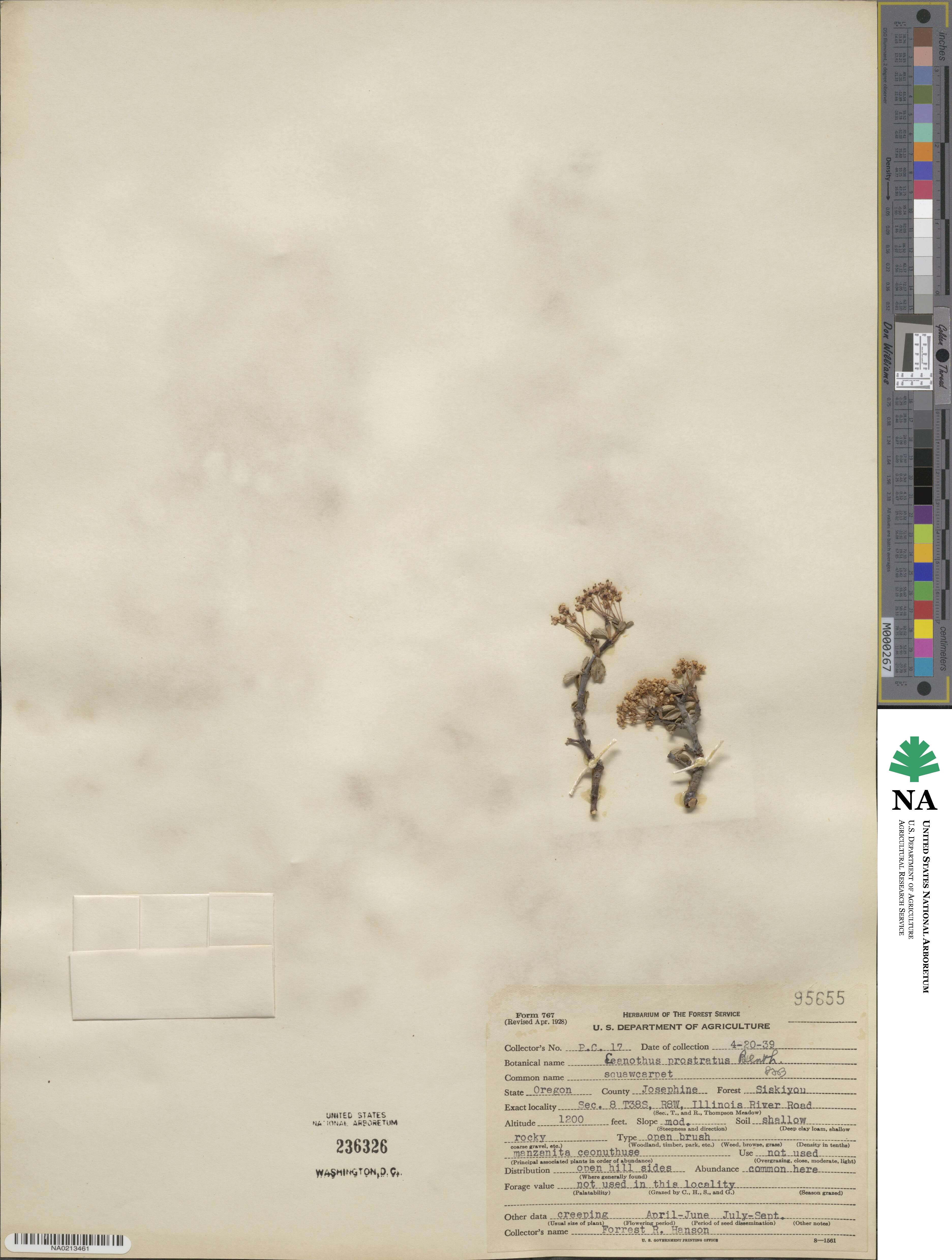 Ceanothus prostratus image