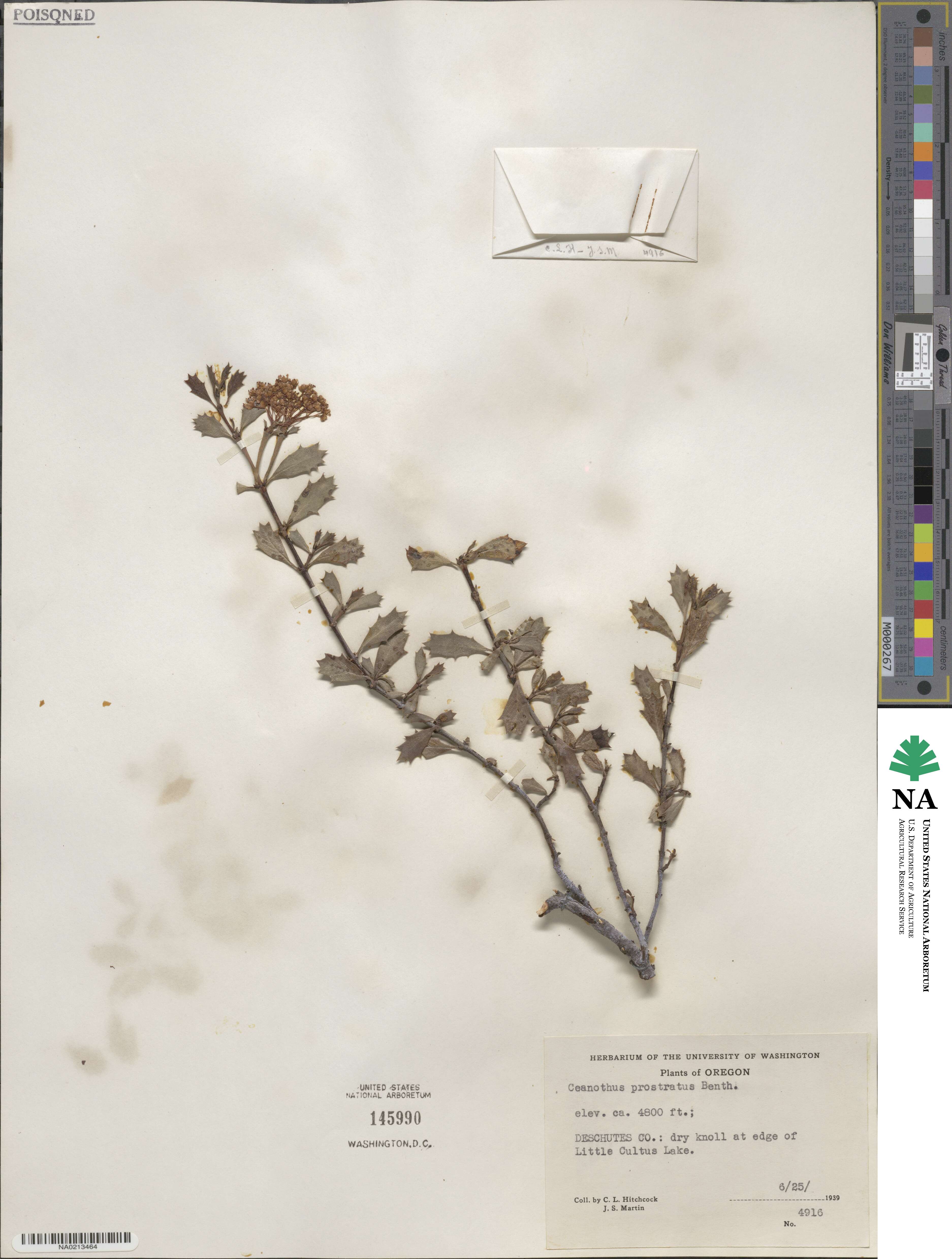 Ceanothus prostratus image