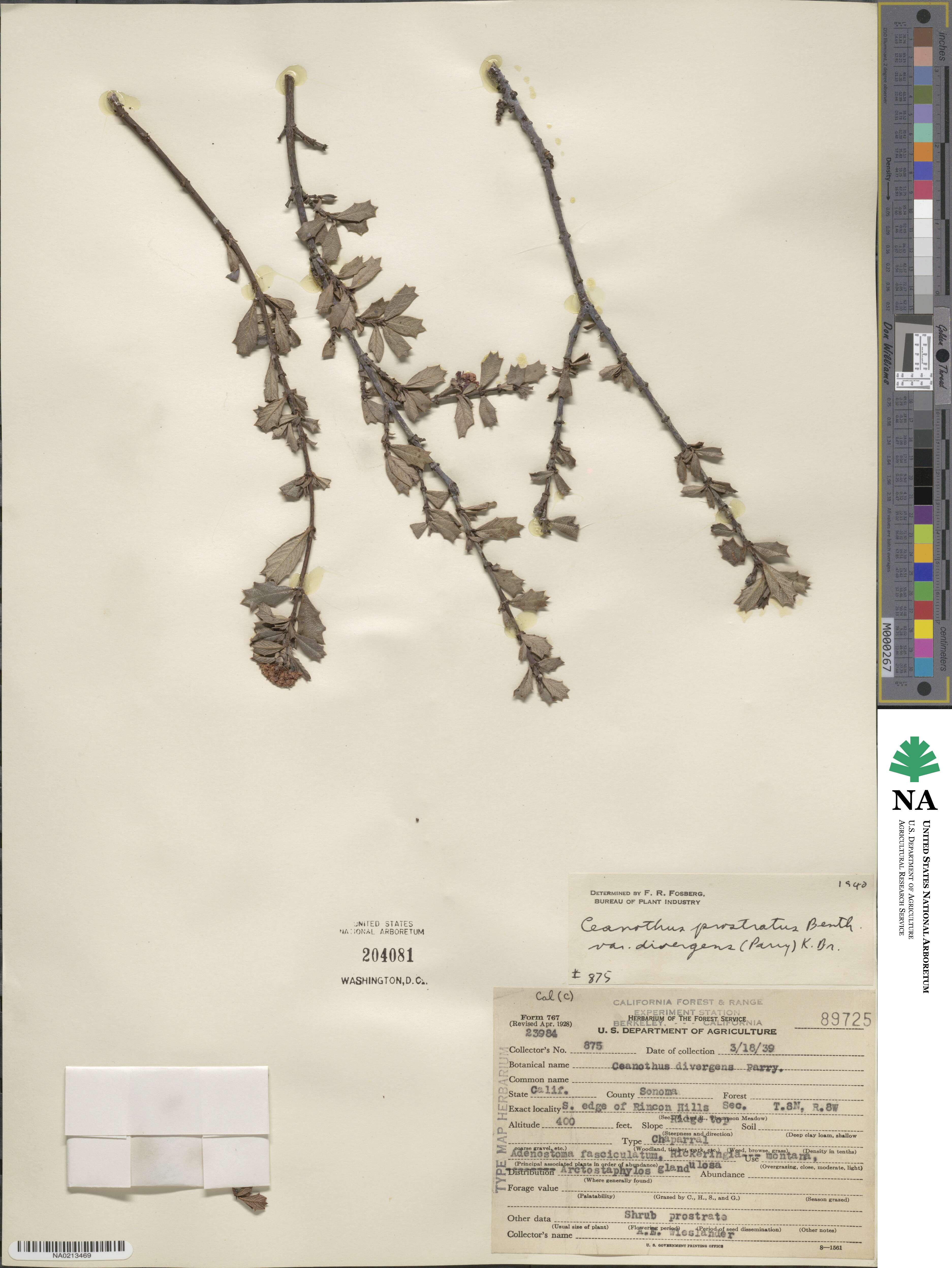Ceanothus prostratus var. divergens image