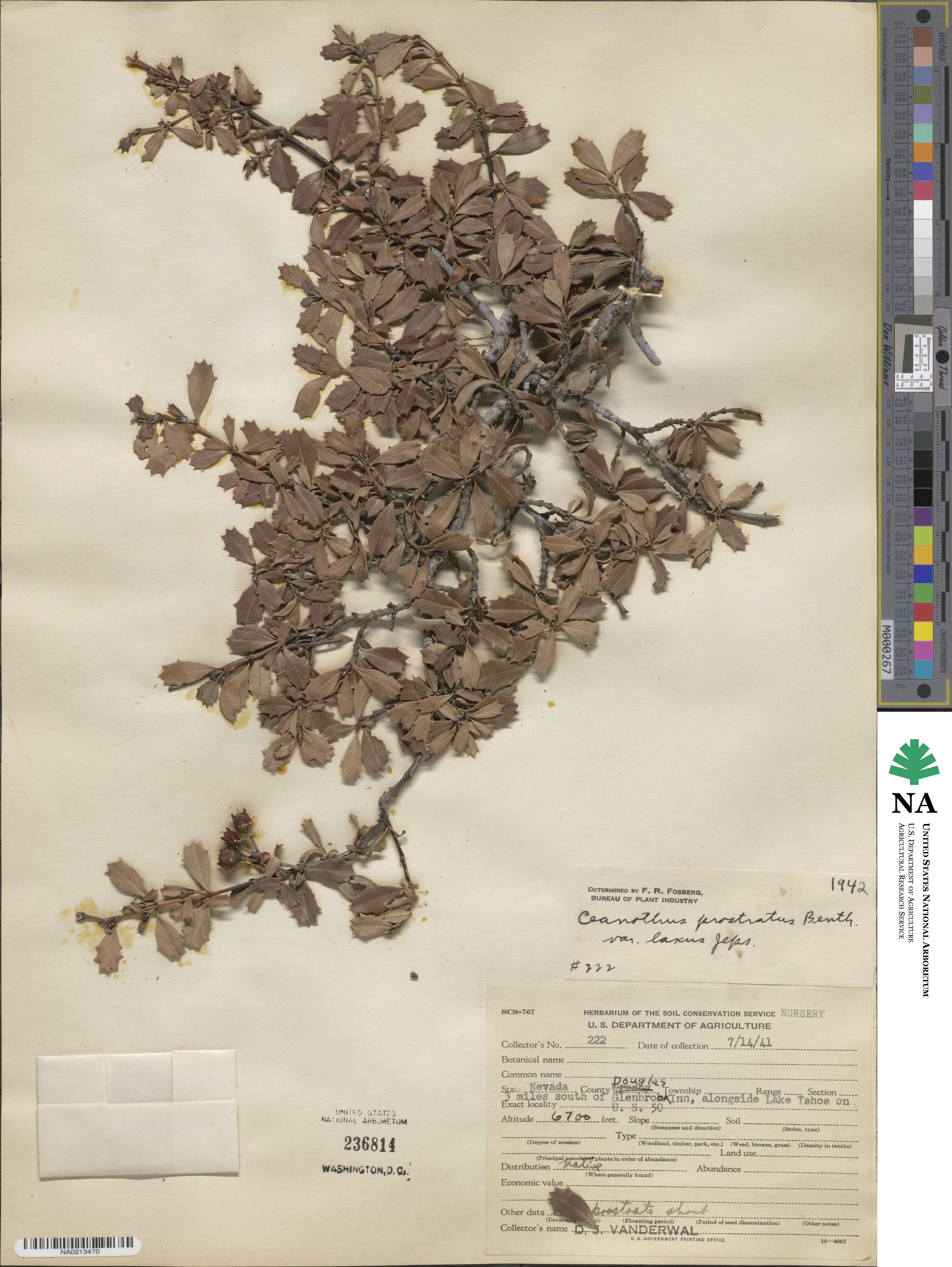 Ceanothus prostratus image