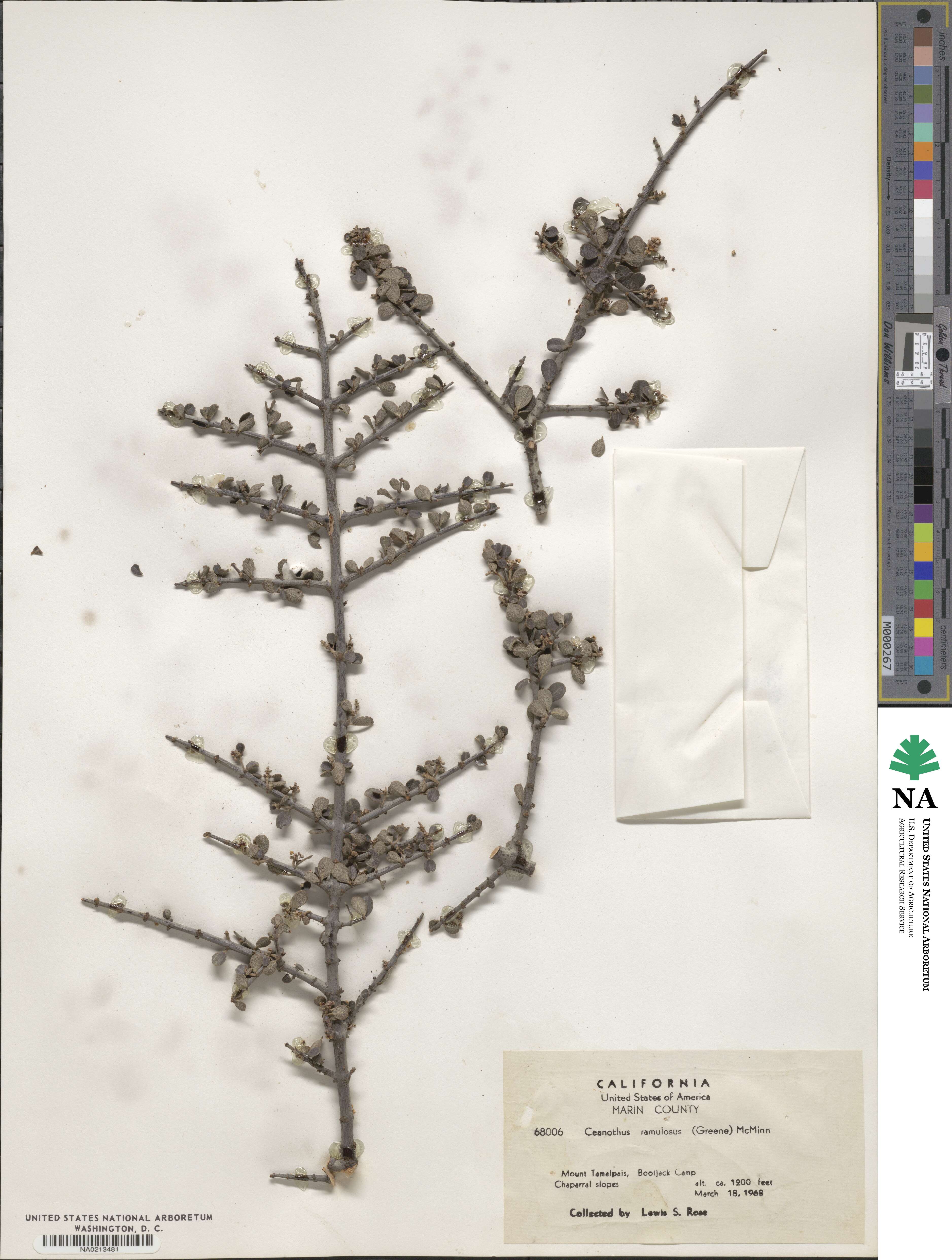 Ceanothus cuneatus image