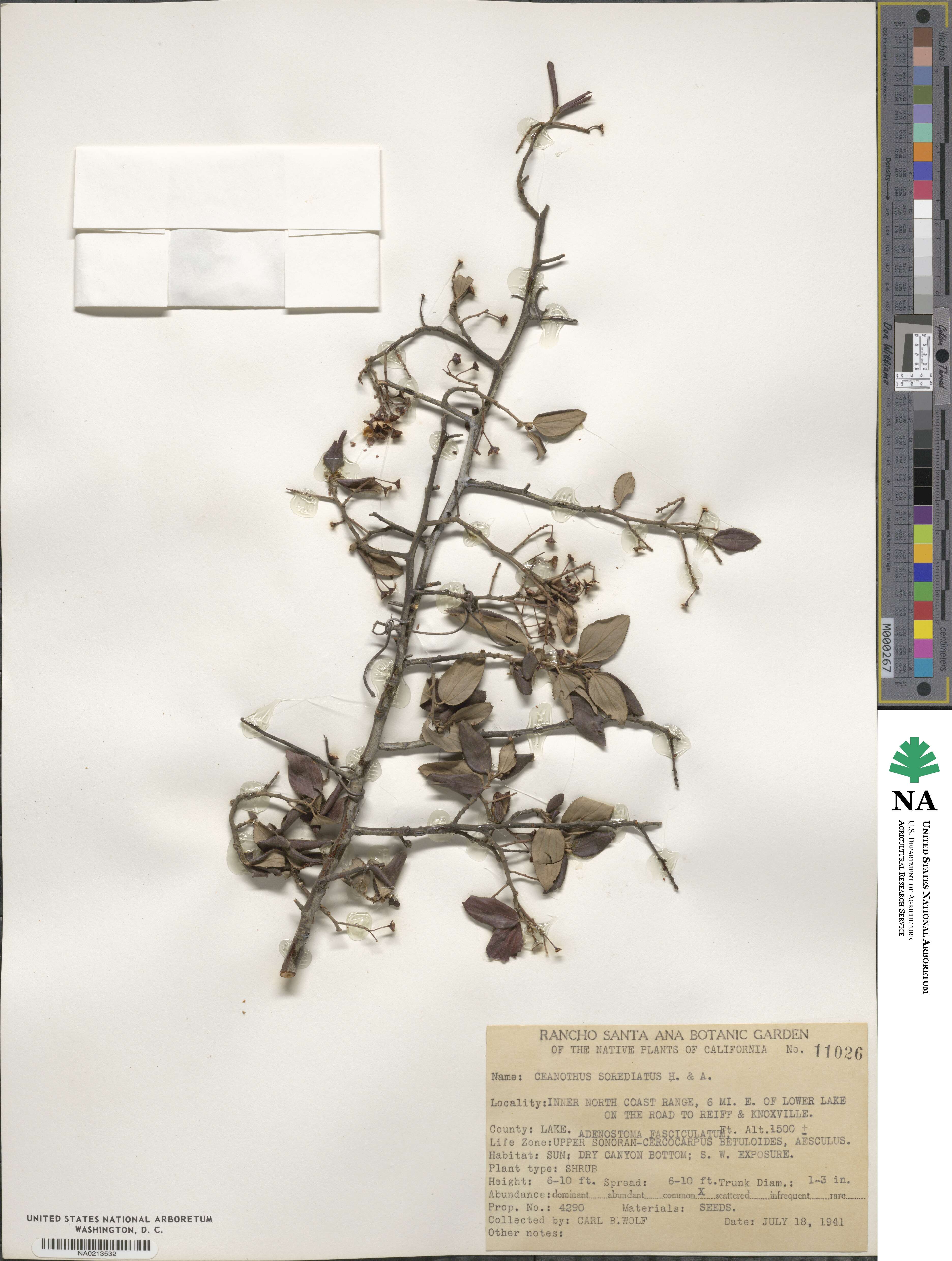Ceanothus sorediatus image
