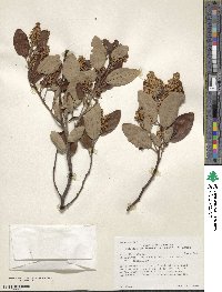 Ceanothus velutinus image