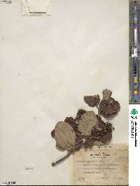 Ceanothus velutinus image