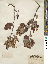 Ceanothus velutinus image