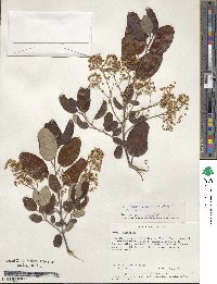 Ceanothus velutinus image