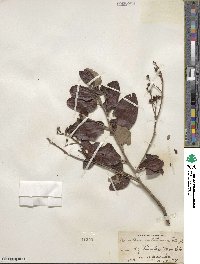 Ceanothus velutinus image
