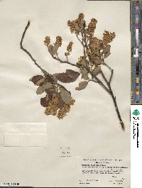 Ceanothus velutinus image