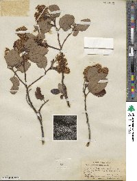 Ceanothus velutinus image