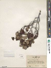 Ceanothus velutinus image
