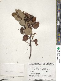 Ceanothus velutinus image