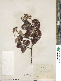 Ceanothus velutinus image