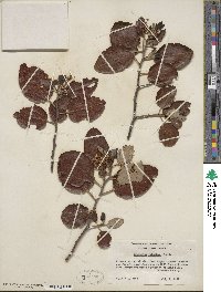 Ceanothus velutinus image