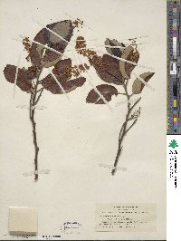 Ceanothus velutinus image