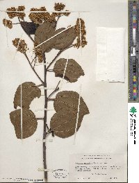 Ceanothus velutinus image