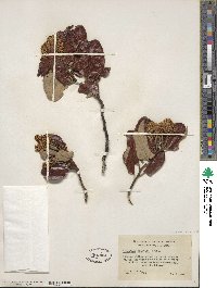 Ceanothus velutinus image