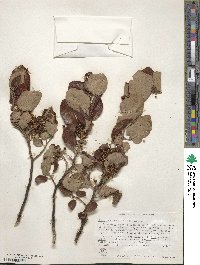 Ceanothus velutinus image