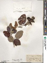 Ceanothus velutinus image
