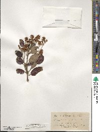 Ceanothus velutinus image