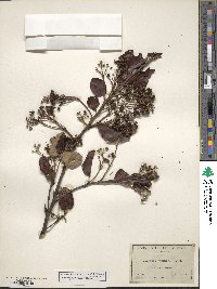 Ceanothus velutinus image